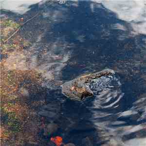Jim O'Rourke - Steamroom 34 download free